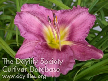 Daylily Proud Peacock